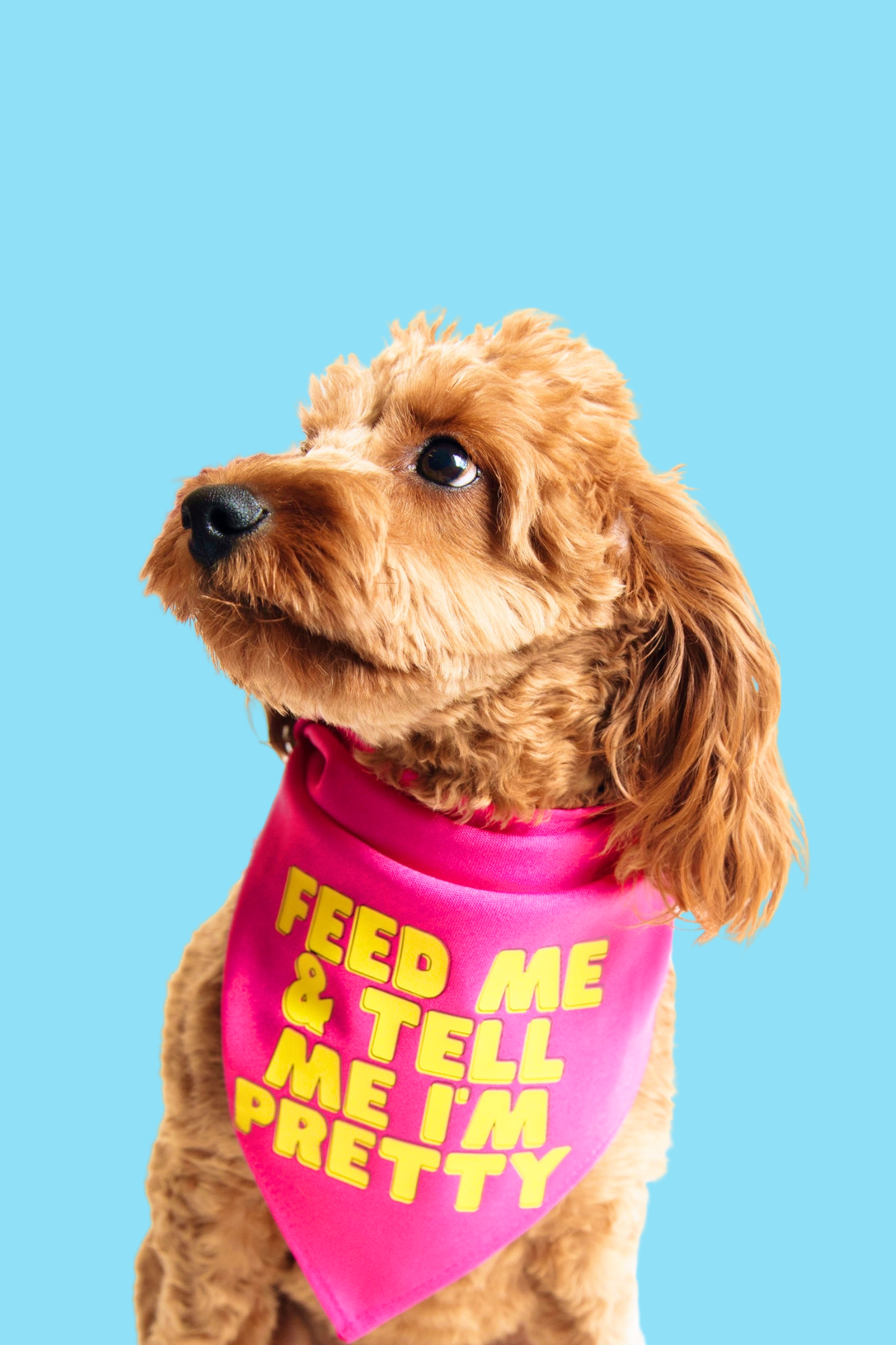 Feed Me & Tell Me I'm Pretty Dog Bandana